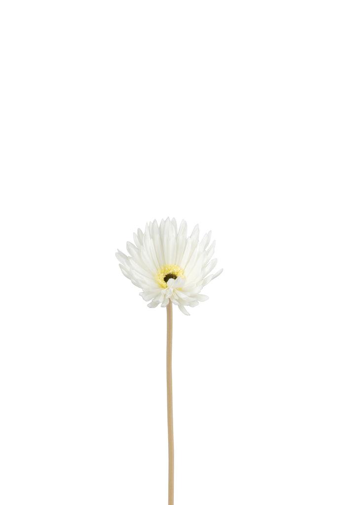 Gerbera Virgin Plastic Wit - Florismoo