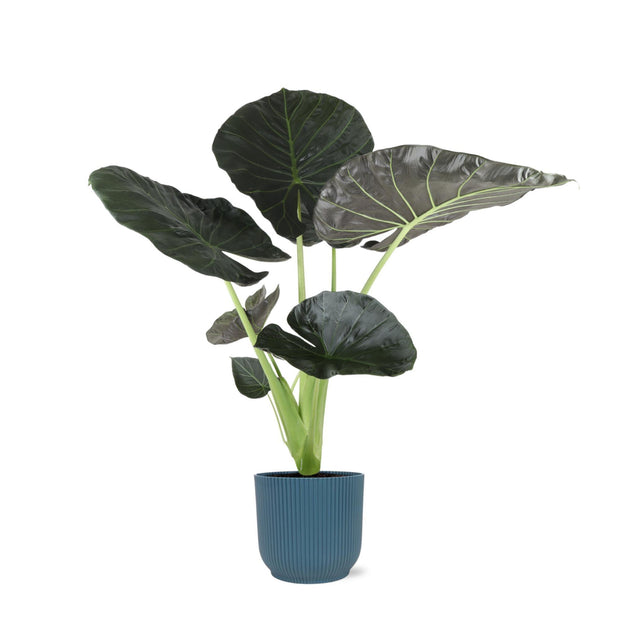 Alocasia Regal Shield Ø21cm - ↕100cm in Vibes in BLAUW pot - Florismoo Essentials & Mobility