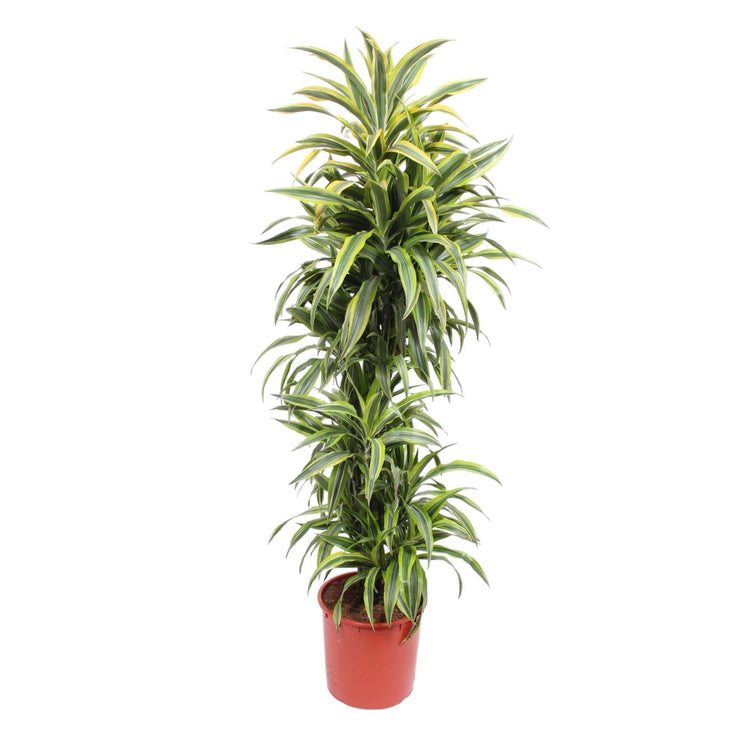 Dracaena Lemon Lime - 170 cm - ø34- every - Florismoo Essentials & Mobility