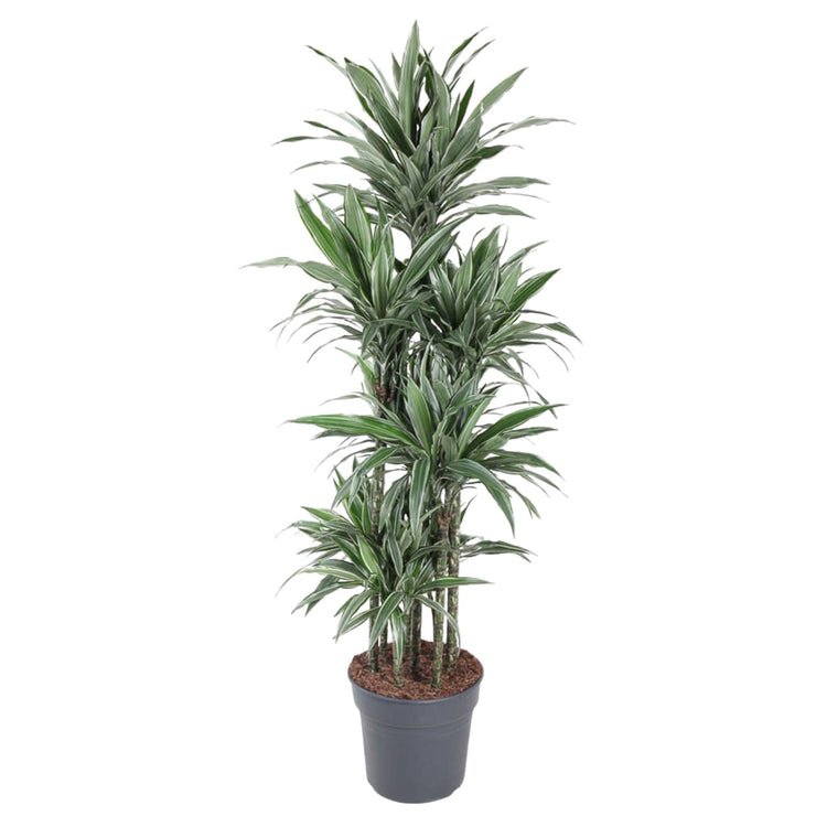 Dracaena Warneckei Carrousel - 180 cm - ø34 - every - Florismoo Essentials & Mobility