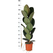 Ficus Elastica Robusta - Ø21cm - ↕90cm in Vibes WIT pot - forever - Florismoo Essentials & Mobility