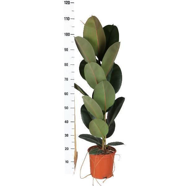 Ficus Elastica Robusta - Ø21cm - ↕90cm in Vibes WIT pot - forever - Florismoo Essentials & Mobility
