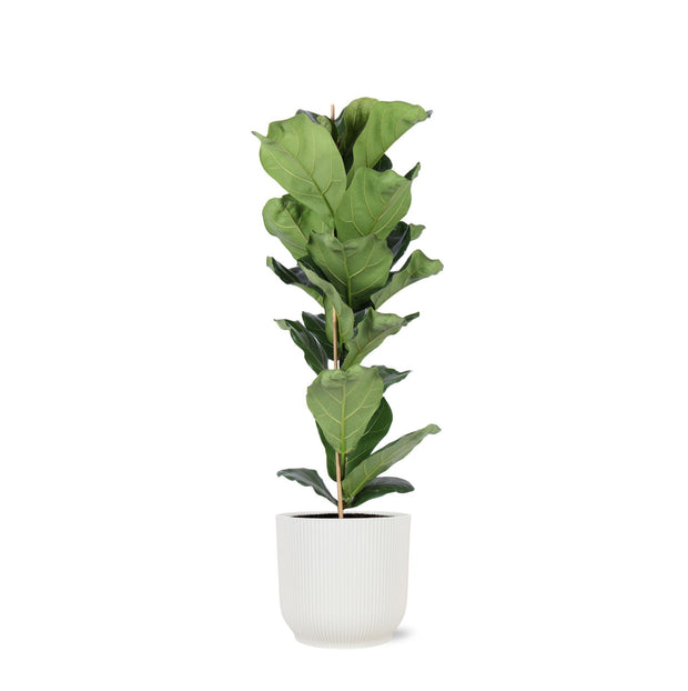 Ficus Lyrata - Ø21cm - ↕90cm in Vibes WIT pot - Florismoo Essentials & Mobility
