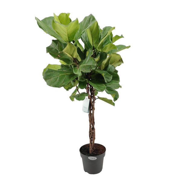 Ficus Lyrata - Ø24cm - ↕100cm - meer - Florismoo