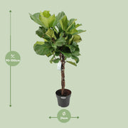 Ficus Lyrata - Ø24cm - ↕100cm - meer - Florismoo