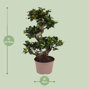 Ficus M. Ginseng - Ø22cm - ↕70cm - meer - Florismoo