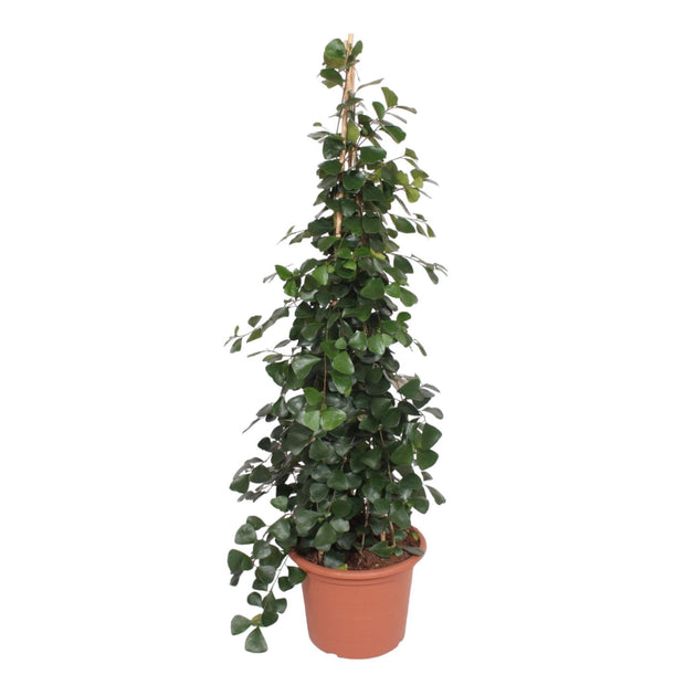 Ficus Trinova pyramide - 240 cm - ø50 - every - Florismoo