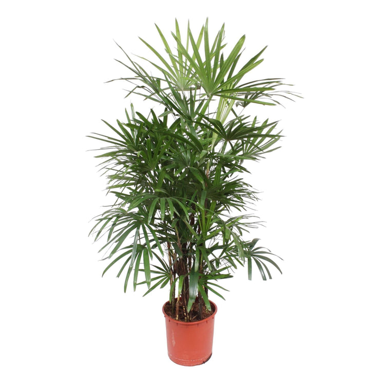 Rhapis Excelsa - 190 cm - ø34 - Florismoo Essentials & Mobility