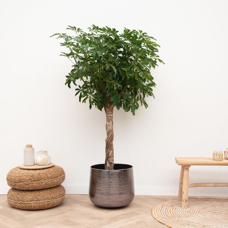 Schefflera op stam - 180cm - ø34 - Florismoo Essentials & Mobility