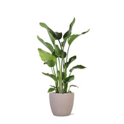 Strelitzia Nicolai Ø24cm ↕120cm in Boule TAUPE pot - Florismoo Essentials & Mobility