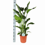 Strelitzia Nicolai Ø24cm ↕120cm in Boule TAUPE pot - Florismoo Essentials & Mobility